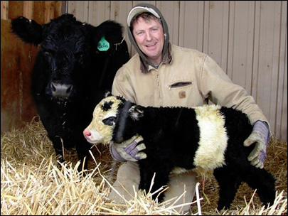 Chris Jessen cuddles up his genetically manipulated miniature panda calf  which is believed to be one of about 24 in the world. (AP)