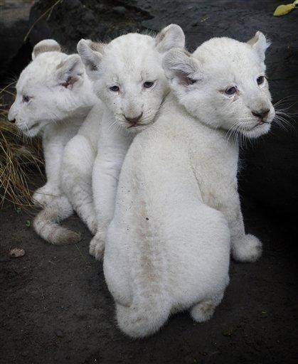 Three white lion cubs are presented to the public for the first time at the city zoo in Buenos Aires, Argentina, Wednesday Jan. 5, 2011. The cubs were born on Nov. 16, 2010. According to zoo officials these are the first white lions to be born in South America. (AP Photo/Eduardo Di Baia)