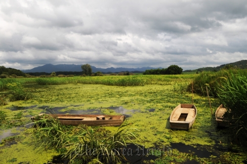 Upo Wetland, the biggest natural continental wetland in Korea located in Changnyeong County, South Gyeongsang Province, has regained its natural monument status. (Ha Dong-chil/Upo Wetland Ecological Park)