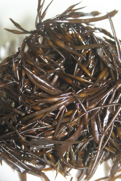 Ttot (seaweed fusiforme)