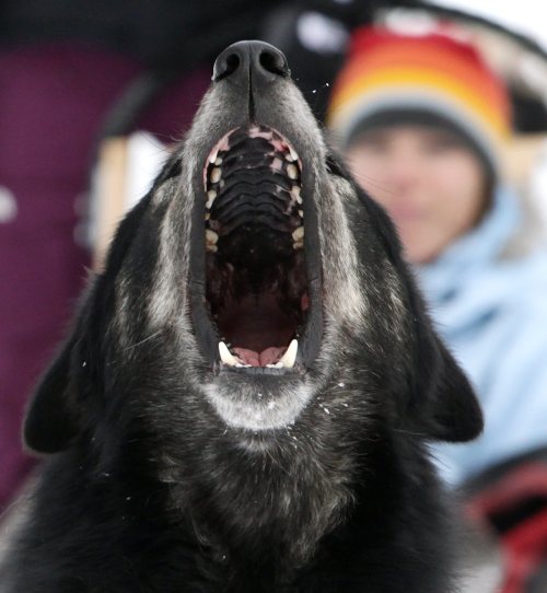 A sled dog howls as a tourist looks on during a tour run by Outdoor Adventures in the Soo Valley north of Whistler, British Columbia, Canada, on Monday, Jan. 31, 2011. (AP-Yonhap News)