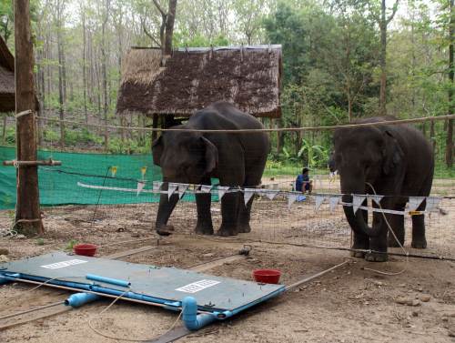 In this image provided by Joshua M. Plotnik, elephants participate in a test involving food rewards that are placed on a platform on the ground connected to a rope. (AP-Yonhap News)
