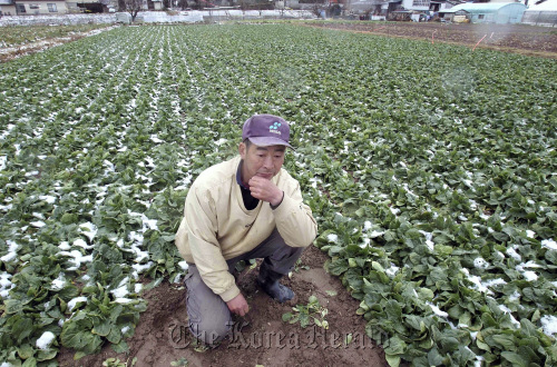 A farmer in Fukushima ponders what to do with his spinach, in an area affected by radioactive substances released from the Fukushima No. 1 nuclear power plant. (MCT)