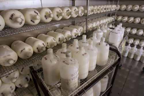 Milk waiting to be tested sit on shelves in a cooler at the Environmental Protection Agency’s National Air and Radiation Environmental Laboratory in Montgomery, Ala. The laboratory has added a few extra contract workers because of the threat from Japan, officials say. (AP-Yonhap News)