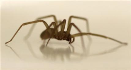 A brown recluse spider crawls in a dish at the Smithsonian Institution National Museum of Natural History in Washington, D.C. (AP-Yonhap News)