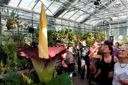 Visitors look at a blooming Titan Arum (amorphophallus titanum), pictured in the botanical garden of the university of Basel, in Basel, Switzerland, Saturday, April 23, 2011. (AP-Yonhap News)