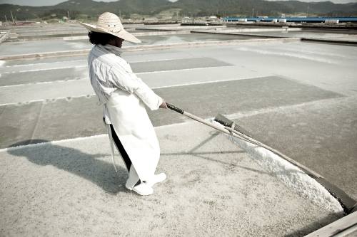 Soltree’s salt is gathered with a huge wooden paddle-like instrument from the natural mudflat foundation where it is harvested in Sineui Island, Sinan County. (Soltree)