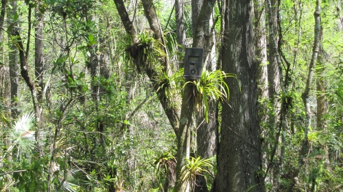 Poachers have been known to steal rare orchids from the Fakahatchee Strand. Here, a security camera keeps watch over the swamp.(Chicago Tribune/MCT)