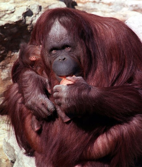 Jill, an orangutan at the Kansas City Zoo, cares for her new baby Pendami. Zoo workers went to unprecedented lengths and earned the trust of Jill so they could monitor her pregnancy including performing ultrasound on her. (MCT)