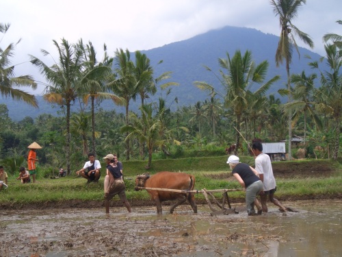 Ploughing rice fields using water buffalo on a day trip organized by The Organic Farm. (The Organic Farm)