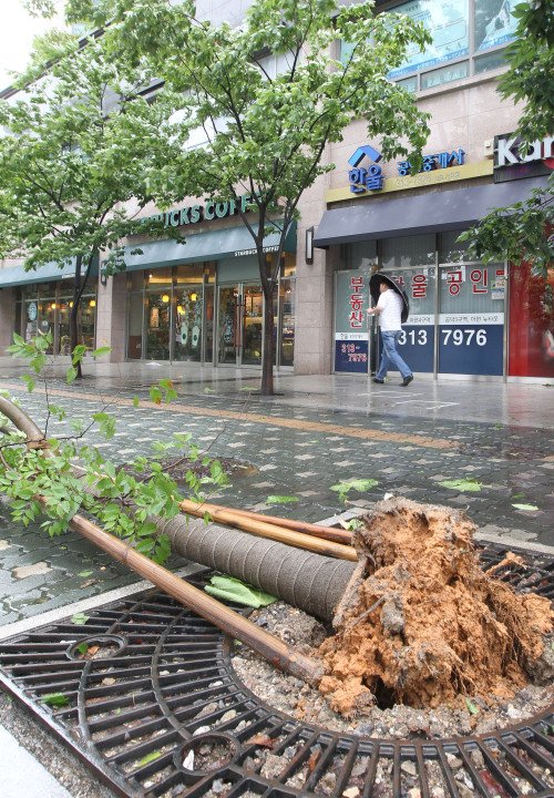 A tree is uprooted on a Seoul street by strong winds on Sunday as Typhoon Meari approaches the nation. (Yonhap News)