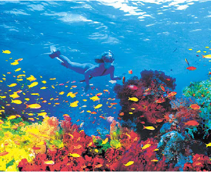 Beautiful coral reefs and fish under the Red Sea