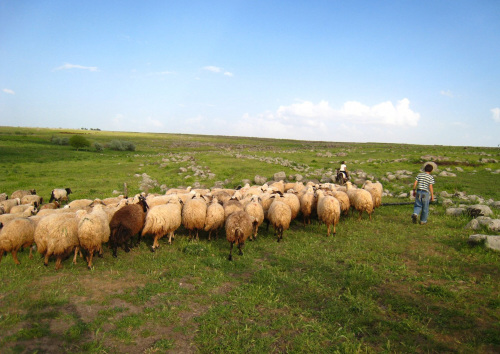 Most Kurdish families in Yuvacali in southeastern Turkey keep a flock of sheep and use the milk to make yogurt and cheese. (Seattle Times/MCT)