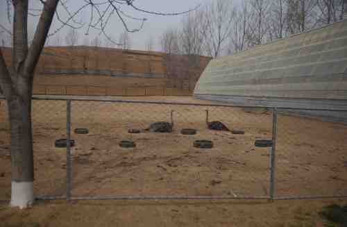 Two ostriches sit together inside a pen at a large ostrich farm outside Pyongyang. (AP-Yonhap News)