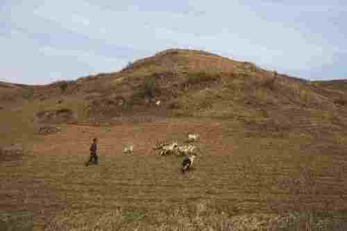 A herder walks with goats on a hillside outside of Gaeseong, North Korea. (AP-Yonhap News)