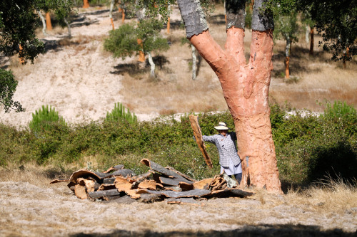 A woman gathers the bark peeled off a cork oak in Coruche, some 100 kilometers northeast of Lisbon. (AP-Yonhap News)