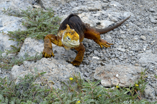 A land iguana on the Galapagos islands (AP-Yonhap News)