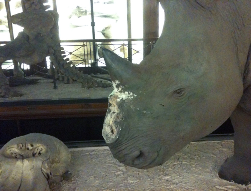 A taxidermy rhinoceros missing its horn at Lodon’s Natural History Museum. (AFP-Yonhap News)
