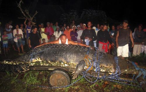 In this photo taken Sunday, Sept. 4, 2011, Mayor Cox Elorde of Bunawan township, Agusan del Sur Province, pretends to measure a huge crocodile which was captured by residents and crocodile farm staff along a creek in Bunawan late Saturday in southern Philippines. (AP-Yonhap News)