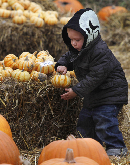 A child plays with pumpkins offered for sale at a roadside stall for Halloween near Warsaw, Poland, Monday, Oct. 31, 2011. Halloween is a new tradition taking root in Poland, a predominantly Catholic nation where Nov. 1 is a national holiday of All Saint's Day and is dedicated to visiting family graves. (AP-Yonhap News)