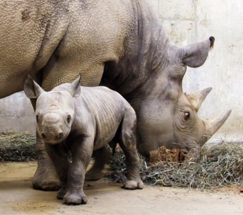 In this file photo provided Jan. 25, 2011, by the Saint Louis Zoo, a black rhinoceros calf born at the zoo on Jan. 14 stays close to his mother, Kati Rain, at the Saint Louis Zoo in Saint Louis. (AP)