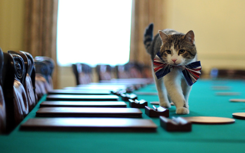 In a file picture taken on April 28, 2011 Larry, the 10 Downing Street cat, walks on the cabinet table wearing a British Union Jack bow tie ahead of the Downing Street street party in central London. (AFP)