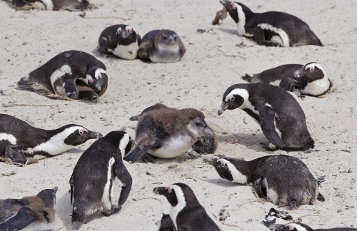 African penguins bask on Boulders Beach in South Africa on March 17. (AP-Yonhap News)