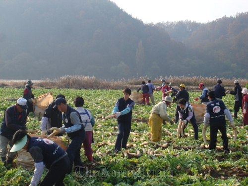 Members of KEPCO’s volunteer corps help farmers harvest radishes in a village in Yecheon, North Gyeongsang Province. (KEPCO)