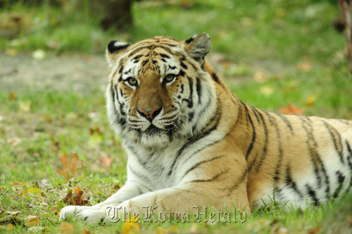 A Siberian tiger. (Bloomberg)