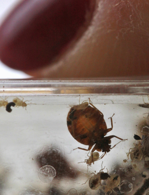 FILE - In a Feb. 1, 2011 file photo, bedbugs are seen next to the tip of a finger in a container from the lab at the National Pest Management Association, during the National Bed Bug Summit in Washington. (AP)