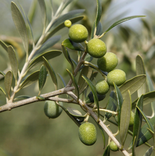A branch with olives ready to be harvested is seen on a farm in Lakeland, Georgia on June 27. (AP-Yonhap News)