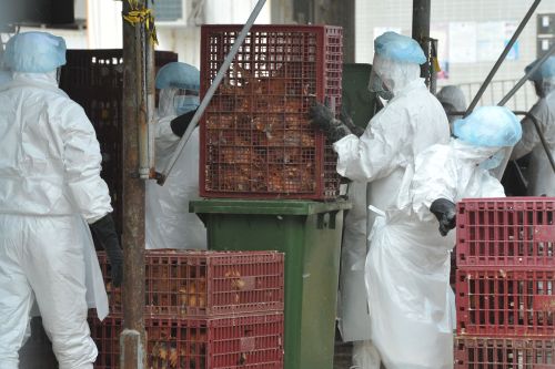 Workers place chickens into containers to be gassed in Hong Kong on Wednesday. (AFP-Yonhap News)