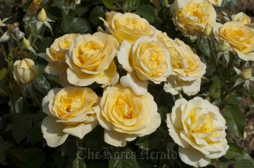 Sunshine Daydream is a 2012 All-America rose featured in the Rose Parade on Jan. 2. (All-America Rose Selections-MCT)