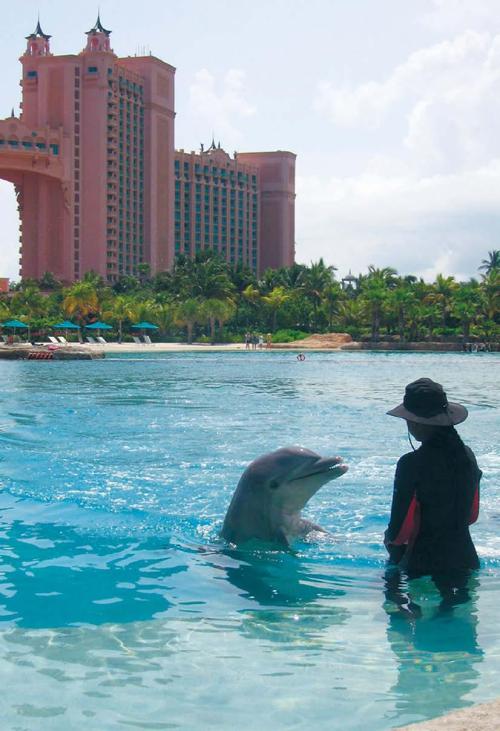 A dolphin and trainer work in a pool at the Atlantis Paradise Island Resort in the Bahamas. (MCT)