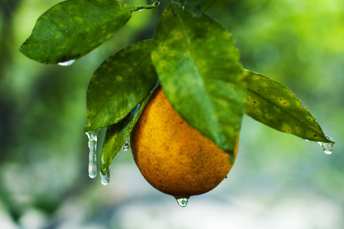 Icicles hang from an orange tree at a commercial grove near Winter Garden, Florida, U.S. (Bloomberg)