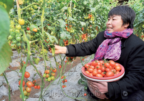 A farmer in Zouping county in East China’s Shandong province picks organic tomatoes. (China Daily)