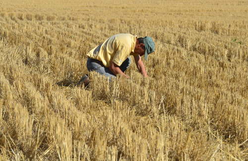 A farmer checks a field after a short rain in Ines Indart, Argentina. (Bloomberg)