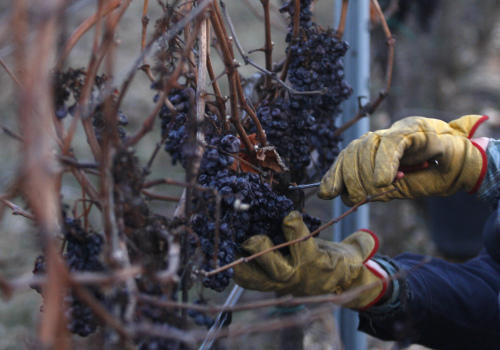A man picks grapes of Pinot Noir from a vineyard near the village of Stosikovice na Louce, Czech Republic, on Feb. 1. (AP-Yonhap News)