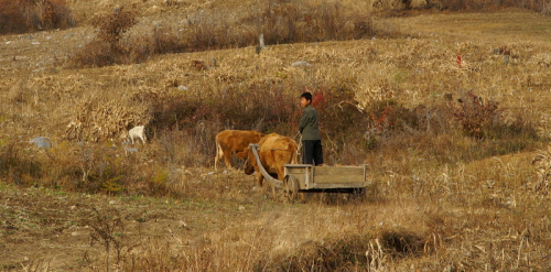 A boy drives a cart through a field near the Baekdu Daegan trail in North Korea. (Roger Shepherd)