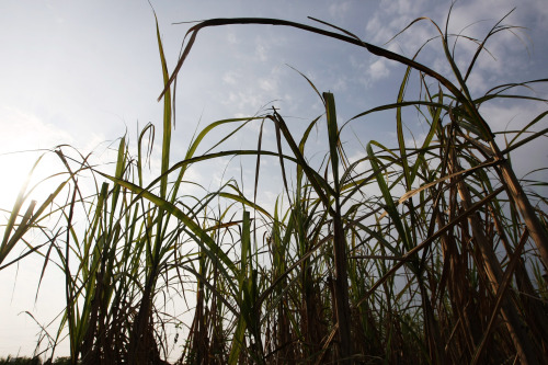 Leafy green sugar cane stands in a field in Yomitan Village, Japan. (Bloomberg)