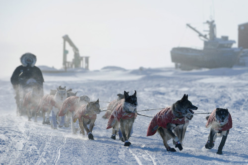 Peter Kaiser drives his team into the checkpoint in Unalakleet, Alaska, during the Iditarod Trail Sled Dog Race on Sunday. (AP)