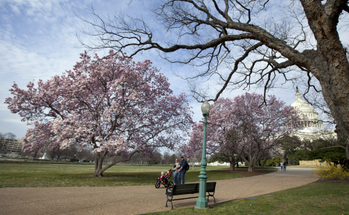 Washington residents walk near a blooming magnolia tree on Capitol grounds, March 12, 2012. The annual Cherry Blossom festival around the Tidal Basin will be slightly affected since the normal peak of April 4th will now happen two weeks earlier due to the warm weather. (AP)