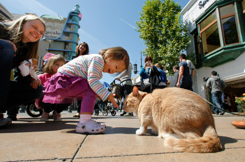 Kaia Yang, 1, and her mother Hannah (left) greet Vito Vincent, a 5-year-old ginger and white tabby, during a visit to The Grove shopping center in Los Angeles, California, on March 19. Vito Vincent belongs to Michael LeCrichia, 42, who moved with the cat from New York in hopes that his pet will make it in Hollywood as an animal star. (Mel Melcon/Los Angeles Times/MCTeye)