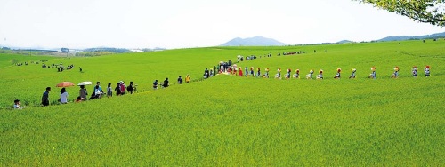 Green barley field in Gochang, North Jeolla Province (Gochang County)