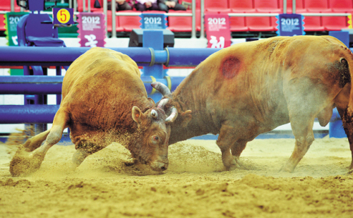 Bulls lock horns on the first day of Cheongdo Bullfighting Festival in Cheongdo-gun, North Gyeongsang Province, Wednesday. (Yonhap News)