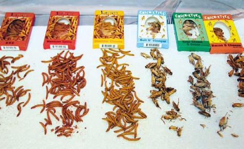 Fried and flavored insects are displayed at Cafe Insecta, one of the events during a kids program “A Bug’s World” at the Ohio Agricultural Research and Development Center.(Akron Beacon Journal/MCT)