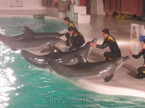 Pacific Land’s dolphins pose on the performance stage with their trainers. (Yonhap News)