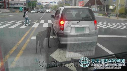 Video footage shows a large dog being dragged behind a city car on April 29 in Busan. (CARE)