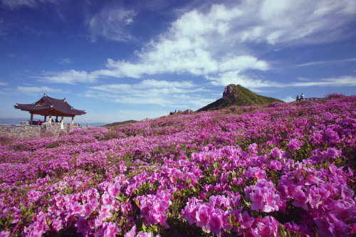Royal azalea field at Hwangmae Mountain in Hapcheon, South Gyeongsang Province. (Korea Tourism Organization)