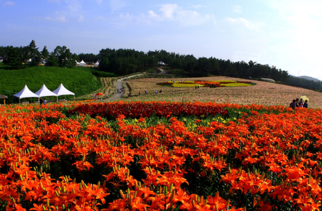 A flower bed at Taean Lily Festival last year (Taean Lily Festival organizing committee)